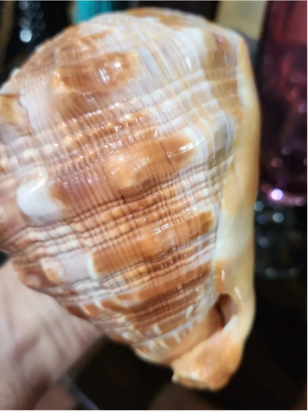Natural Red Cameo Cypraecassis Conch Sea Shell 6x5x4